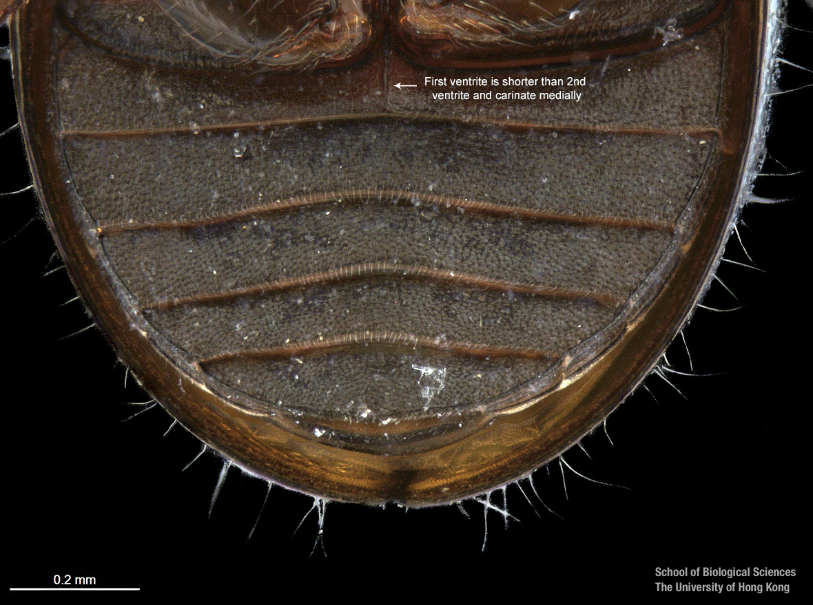 Hind coxal proess and last sternite